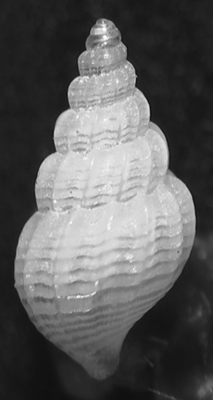 Alvania (Alvania) litoralis (Nordsieck F., 1972)